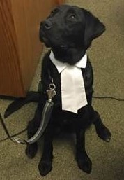 Photo of a dog wearing court tabs